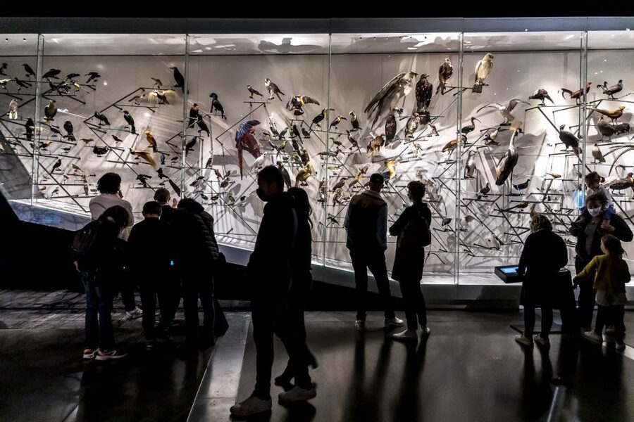 Lyon: Musée des Confluences Entrance Ticket - Entry Tips, Timing, and the Real Meaning of Fast-Track