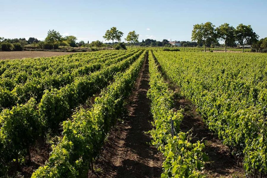 Mèze: Domaine Saint André Vineyard Guided Tour with Tasting - Meeting your guide and heading into the heart of the vines