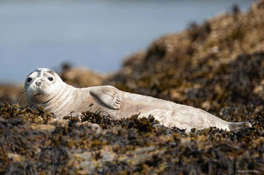 Molène Archipelago: Sea trips from Crozon. Seals, dolphins, - Key Points You Should Care About