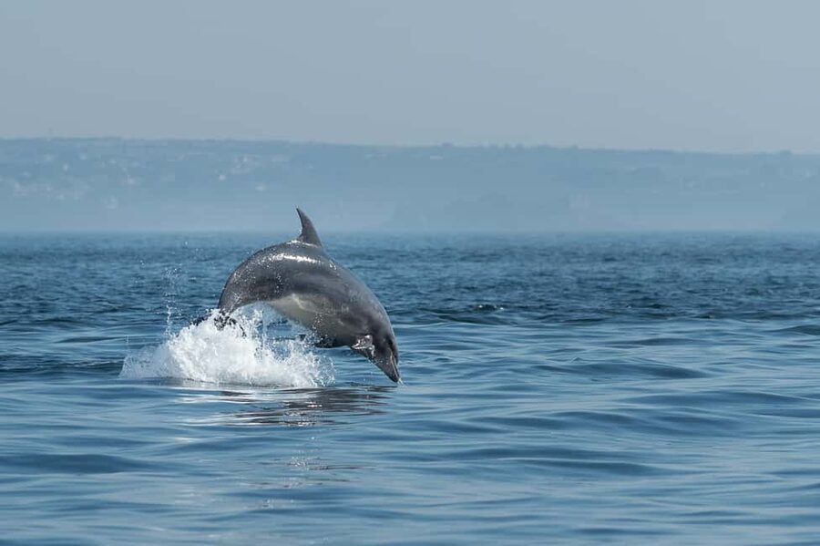 Molène Archipelago: Sea trips from Crozon. Seals, dolphins, - Molène Biosphere Reserve From the Deck: Why This Route Works