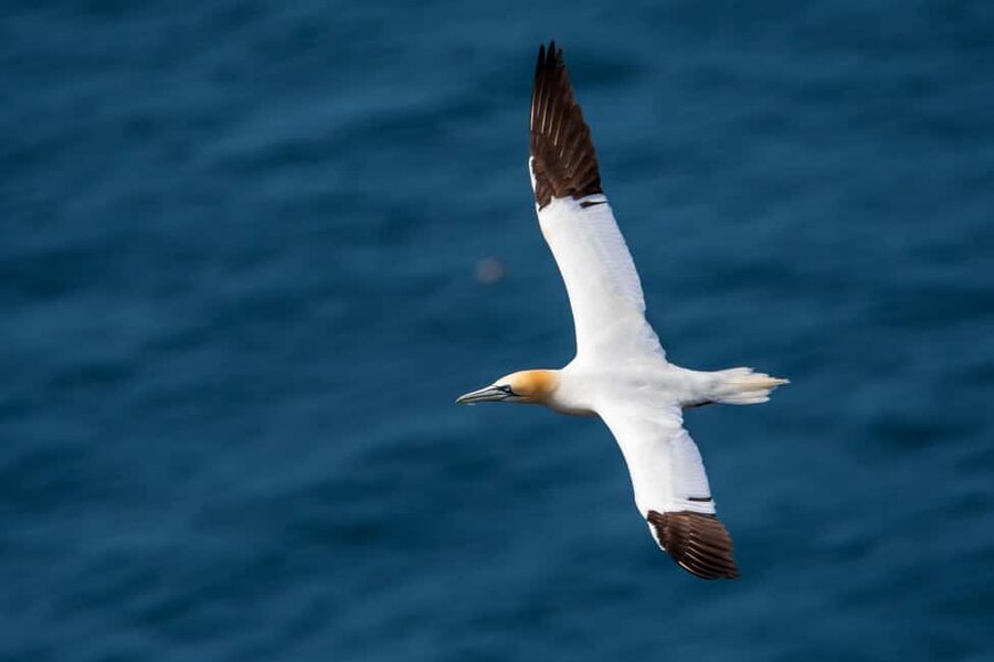 Molène Archipelago: Sea trips from Crozon. Seals, dolphins, - Sea Day Comfort: Meeting Point and What to Bring