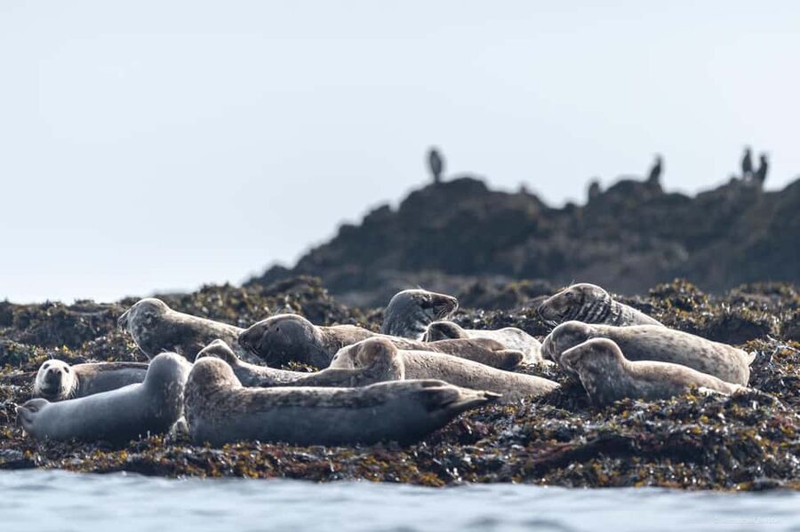Molène Archipelago: Sea trips from Crozon. Seals, dolphins, - Should You Book the Molène Archipelago Sea Trip from Crozon?