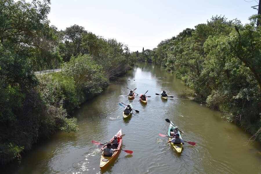 Montpellier : Birdwatching by kayak in the Camargue - Wildlife you can realistically expect (and how to spot it better)