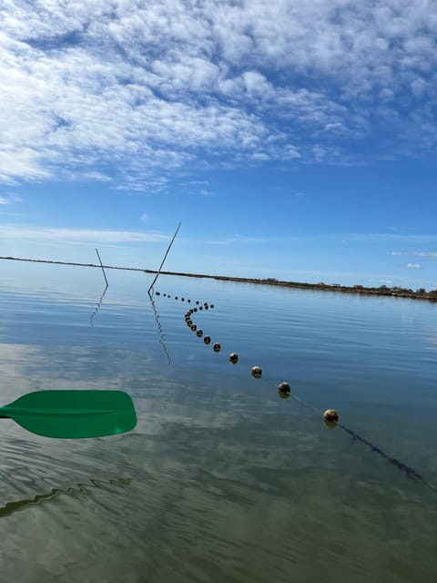 Montpellier : Birdwatching by kayak in the Camargue - Price and value: is $76 for 2 hours worth it?