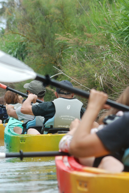 Montpellier : Birdwatching by kayak in the Camargue - Should you book Echappée Verte’s birdwatching kayak in the Camargue?