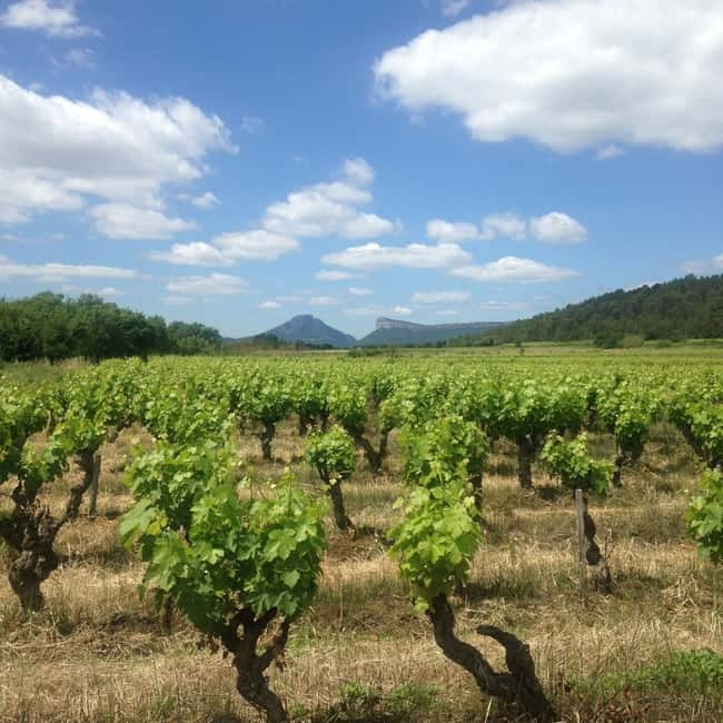 Montpellier: Pic Saint-Loup Wine Tour - Bertrand’s English and French Hosting: The Difference Between Tasting and Understanding