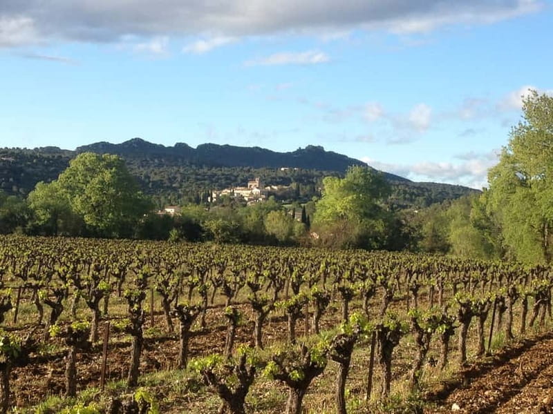 Montpellier: Pic Saint-Loup Wine Tour - Price and Value: $96 Plus the Meal Add-On