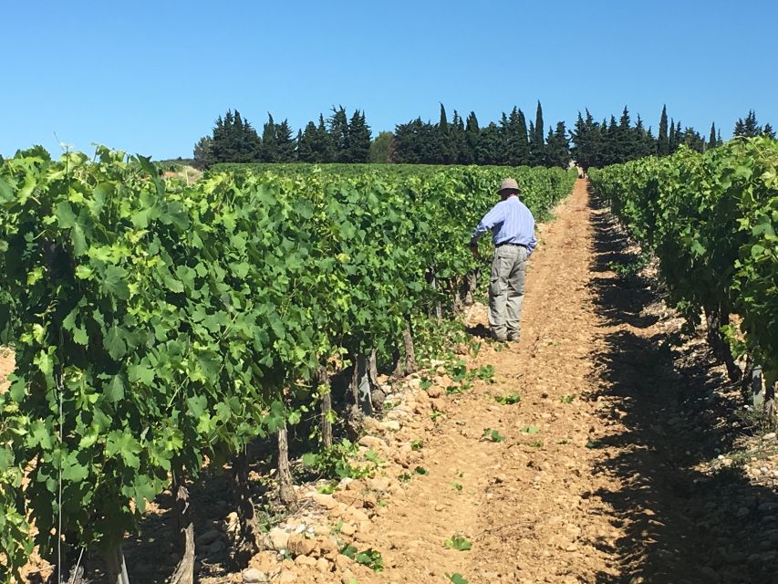 Montpellier Wine and Oyster Tour - Wine tasting with a human guide, not just samples