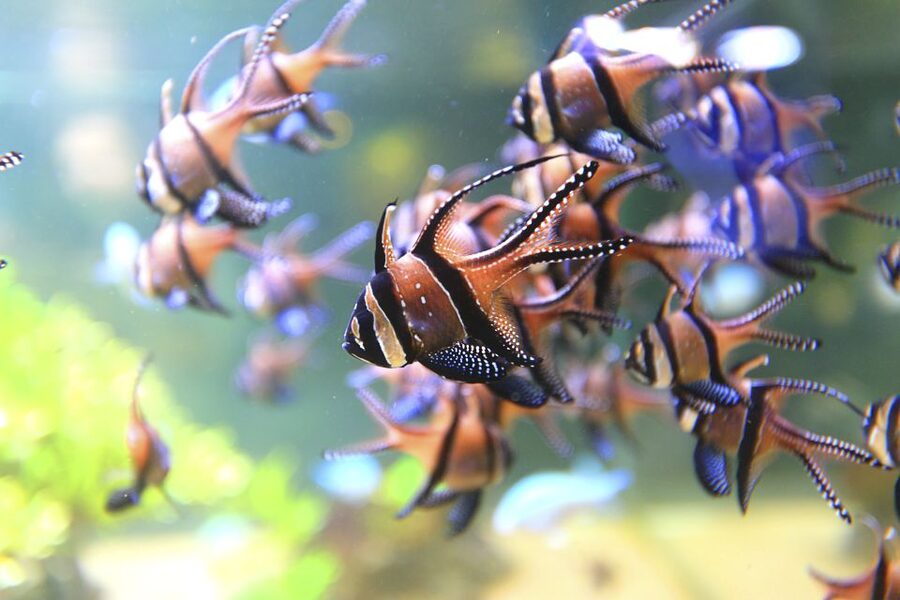 Nausicaá National Sea Center: Full-Day Entry Ticket - Who Should Book Nausicaá, and Who Might Skip It