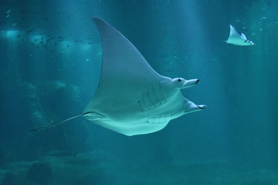 Nausicaá National Sea Center: Full-Day Entry Ticket - First Impressions at Nausicaá, and How to Use Your Ticket Smartly