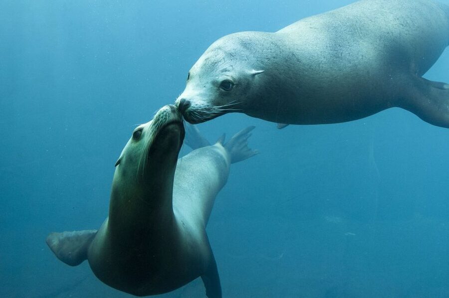 Nausicaá National Sea Center: Full-Day Entry Ticket - Sea Lion Medical Training and Other Animations