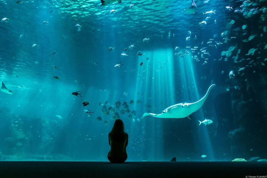 Nausicaá National Sea Center: Full-Day Entry Ticket - Audioguide and Mobile App: Go at Your Own Tempo