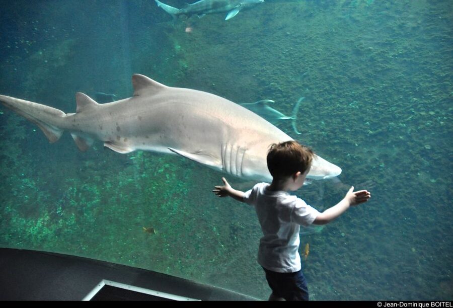 Nausicaá National Sea Center: Full-Day Entry Ticket - Parking, Getting There, and the Family-Friendly Factor