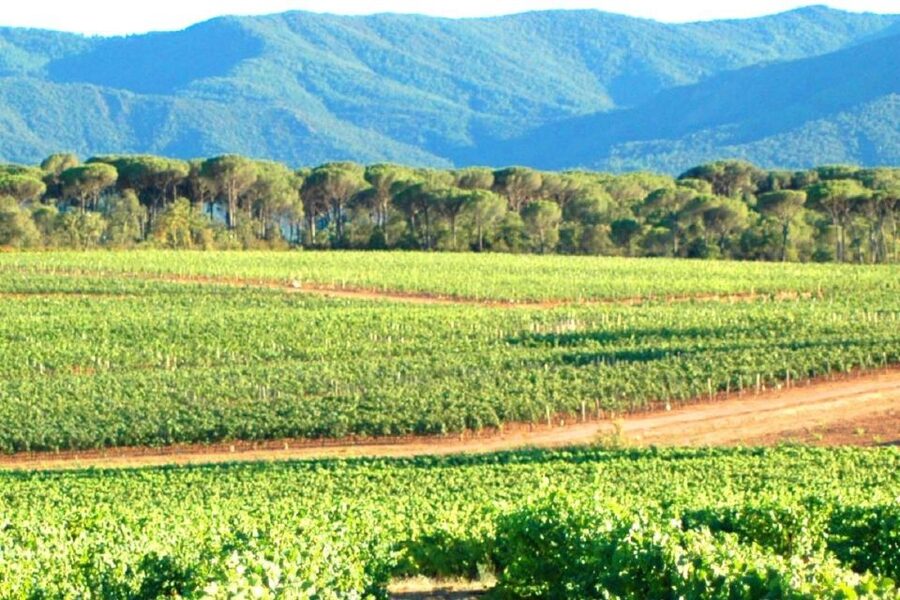 Nice: Full-Day Côtes de Provence Wine Tour - Cost and value: what $194 really covers