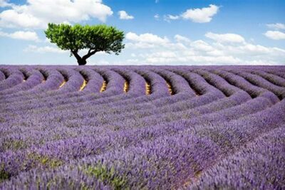 Gorges of Verdon and Fields of Lavender Tour