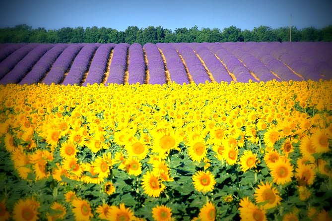 Nice: Gorges of Verdon and Fields of Lavender Tour - Sainte-Croix Lake: A Cool-Down Stop With Admission Notes