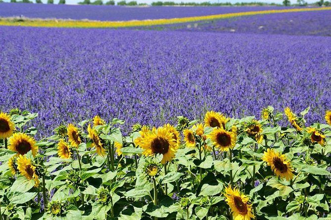 Nice: Gorges of Verdon and Fields of Lavender Tour - Price and Value: Is $144.17 Worth It?