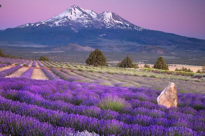 Nice: Gorges of Verdon and Fields of Lavender Tour - The Group, the Drive, and the Stuff You Need to Know