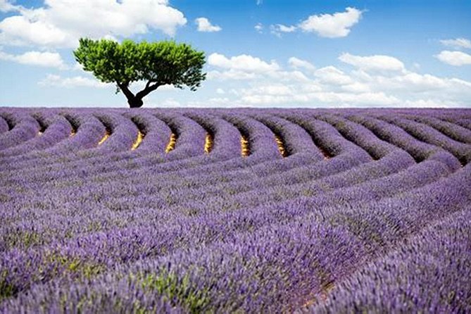 Nice: Gorges of Verdon and Fields of Lavender Tour - Gorge of the Wolf and Castellane: the first big wow
