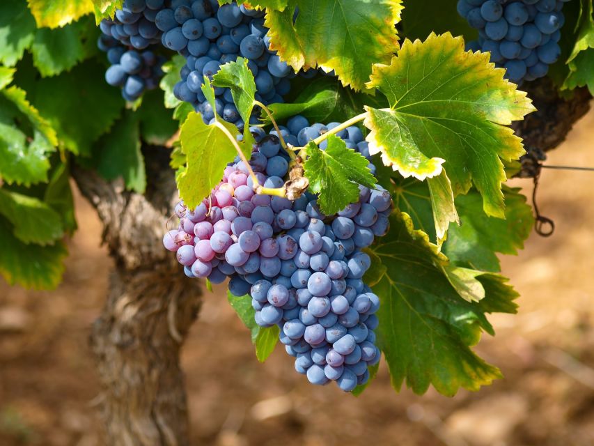 Nice: Half-Day Saint Paul de Vence and Wine Tasting Tour - Price and value: is $110 a fair deal?