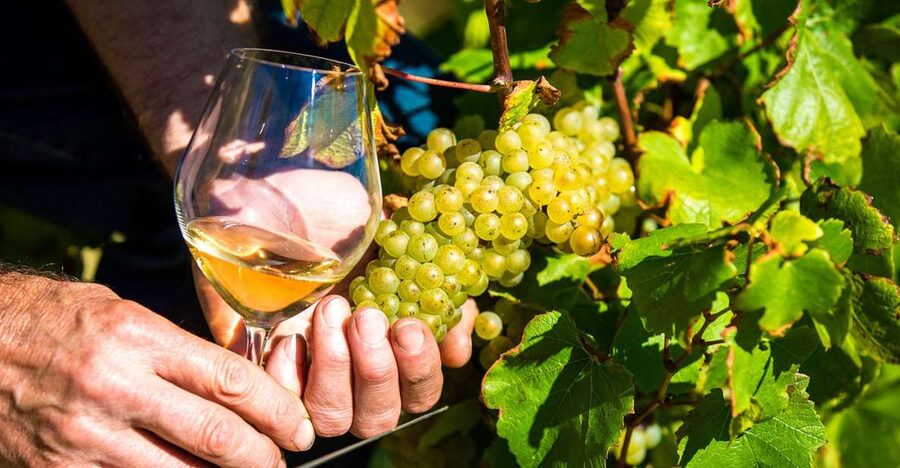 Nice: Provence Village Tour with Wine and Produce Tasting - From Nice to Biot, the day starts comfortable and structured