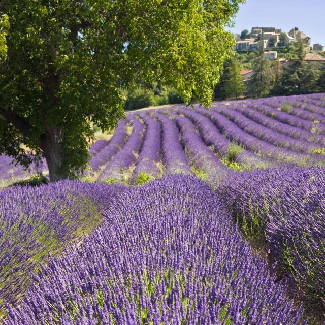 Nice: The Gorges du Verdon and Ste Croix Lake Full-Day Tour - Lavender fields in late June through July: pretty, but not always equal timing