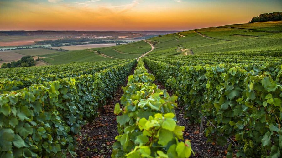 Organic Wine Tasting with Saint paul Half Day Tour from Nice - Key Highlights You’ll Feel Right Away