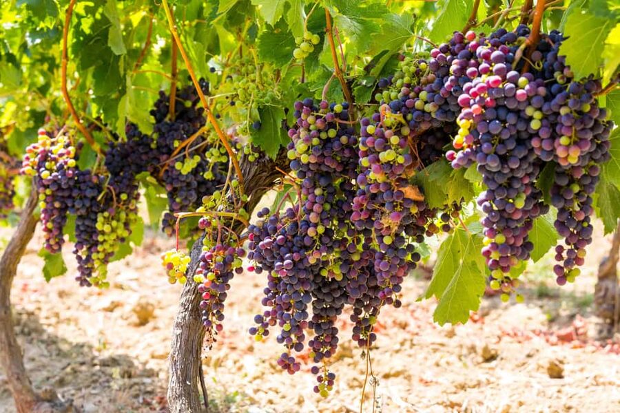 Organic Wine Tasting with Saint paul Half Day Tour from Nice - Saint Paul de Vence: The Hilltop Stop With Art, Views, and Limited Time