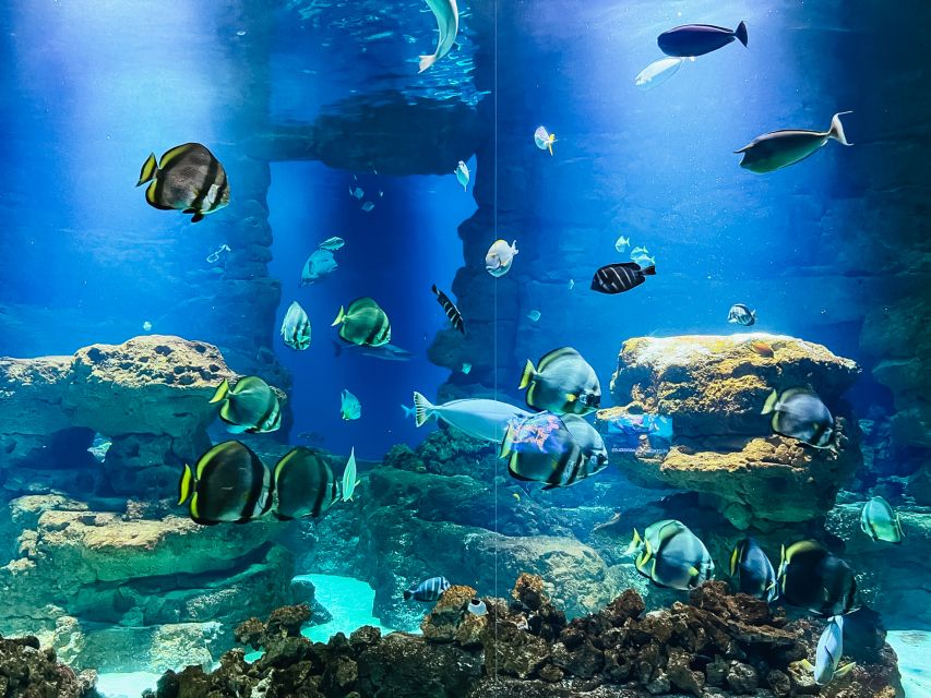Paris: Aquarium de Paris Entrance Ticket - The touch pool, the best moment for kids and the one to watch closely