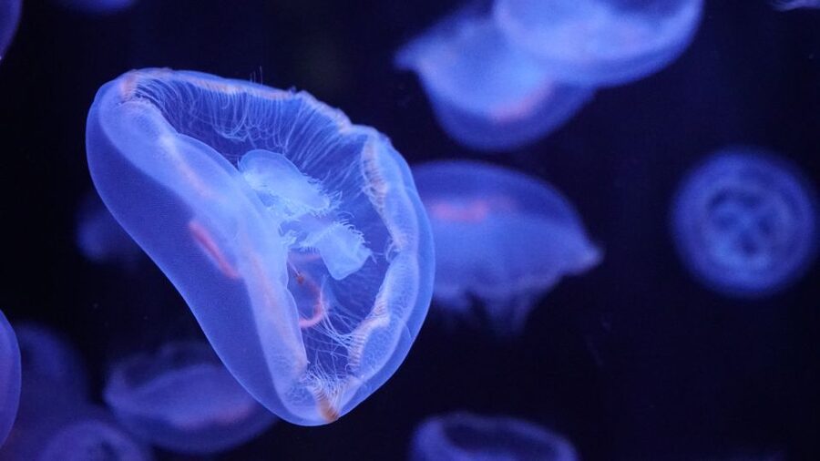 Paris: Aquarium de Paris Entrance Ticket - Cinema, fish-themed workshops, and live shows you can plan around