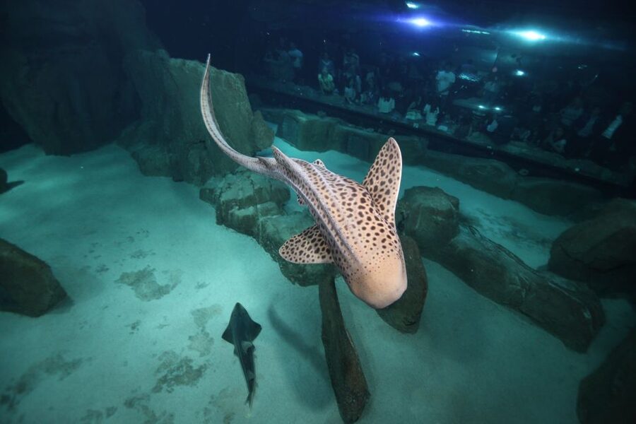 Paris: Aquarium de Paris Entrance Ticket - How long to plan, and why the timing changes your experience