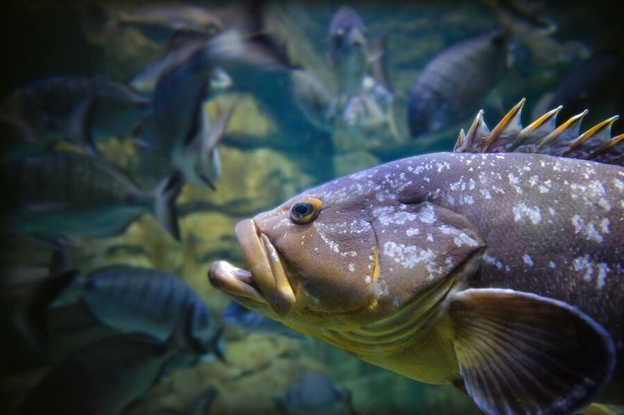 Paris: Aquarium de Paris Entrance Ticket - Value check on the $25 ticket price