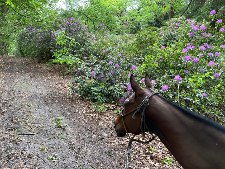 Paris: Aumont-en-Halatte Horseback Riding Tour - The ride itself through the Chantilly and Senlis forest