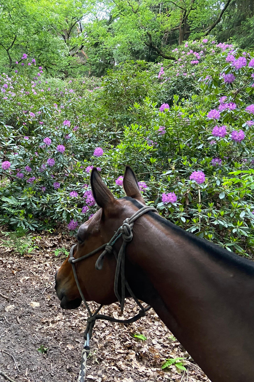 Paris: Aumont-en-Halatte Horseback Riding Tour - Wildlife chances: wild boars, deer, and maybe a stag