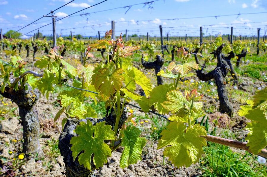 Paris: Loire Valley Chambord Castle, Wine Tasting & Lunch - Winery stop two, family-run bottles and a broader tasting range
