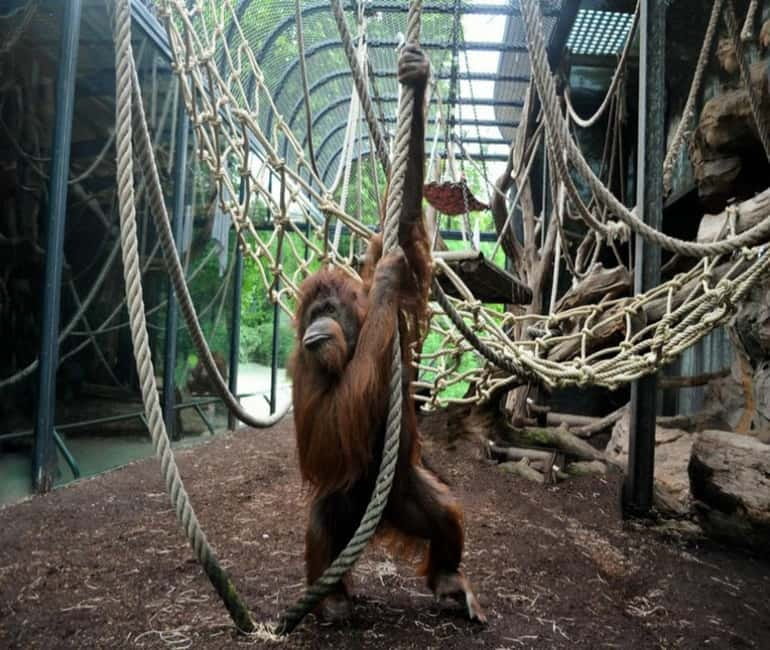 Paris: Ménagerie Zoo of Jardin des Plantes Entrance Ticket - Conservation in Practice: breeding, veterinarians, and reintroduction