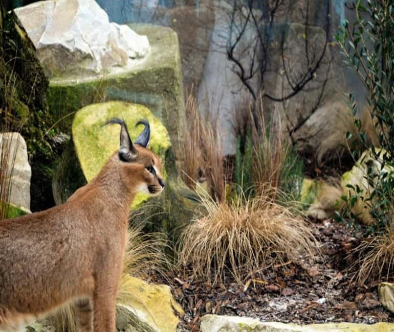 Paris: Ménagerie Zoo of Jardin des Plantes Entrance Ticket - What You See: 150 species and small, focused enclosures