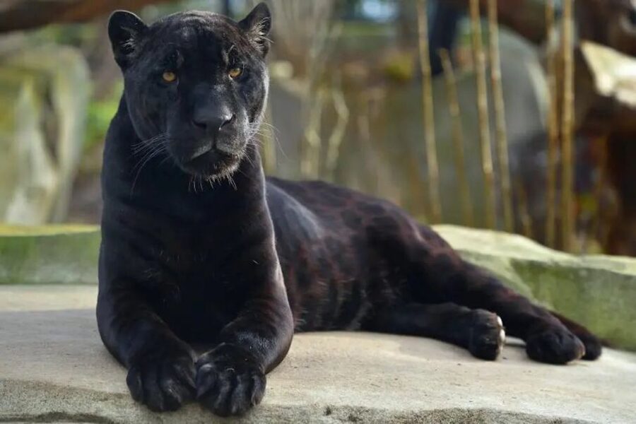 Paris: Paris Zoological Park Entrance Ticket - Ticket value and what $25 covers