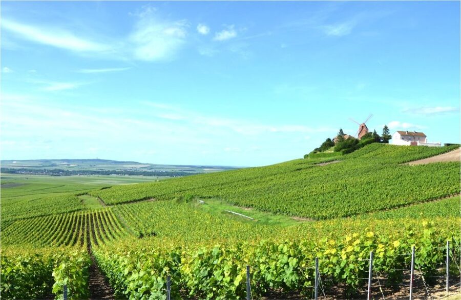 Paris: Private Day Trip to Champagne with 8 Tastings & Lunch - Epernay Views and the UNESCO Vine Belt: Côte des Blancs and Vallée de la Marne