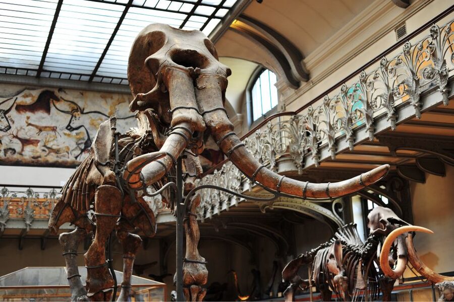 Paris: Private Family Tour, Highlights and Museum Visit - Tuesday Update: When Great Galerie de l’Évolution Is Closed