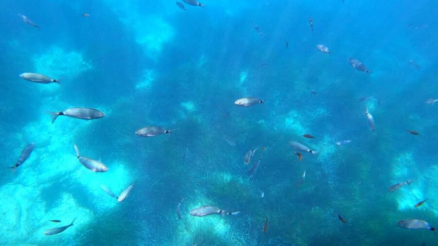 Porto : Discovery of the marine fauna and flora/Bay of Porto - Audio guides in many languages: how to get the most from them