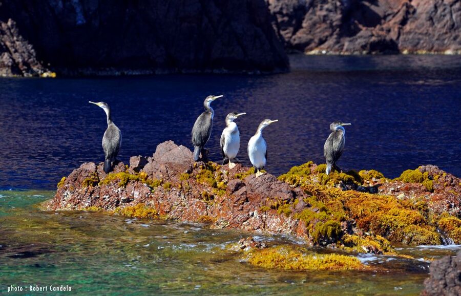 Porto: Half-Day Cruise Scandola Reserve & Calanche de Piana - Why This Porto to Scandola and Calanche Route Works