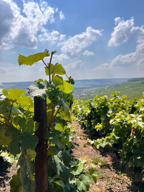 Reims/Epernay: Champagne Day Tour with Tastings - Meeting up and getting around in a private van