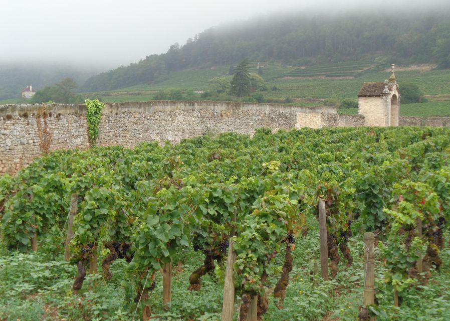 "Route des grands crus", private wine tasting in Burgundy ! - Hotel Pickup and a Private Luxury Vehicle, So You Don’t Spend the Day Herding Yourself