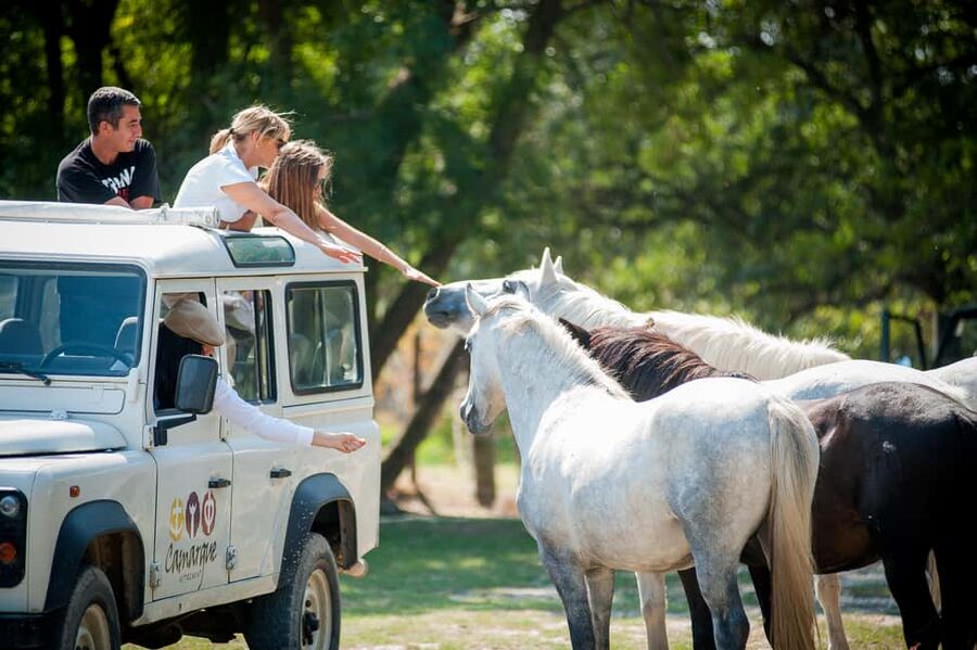 Safari 4x4 in Camargue / VIP Tour 3h30 / Grau du Roi - The 3h30 flow, from pickup to the farmhouse