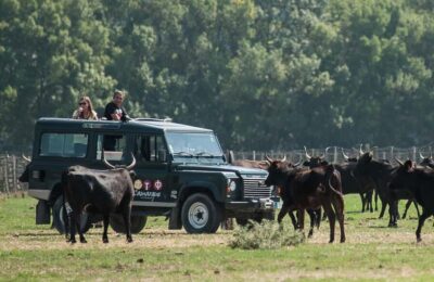 Safari 4×4 in Camargue / VIP Tour 3h30 / Grau du Roi