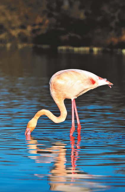 Safari 4x4 in Camargue / VIP Tour 3h30 / Grau du Roi - Should you book the Safari 4x4 VIP from Grau du Roi?