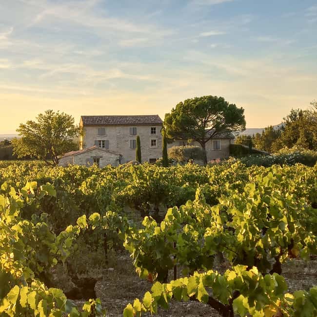 Saint-Didier: visit a vineyard & taste organic wines - Organic wine in Provence, with Mont Ventoux in your line of sight
