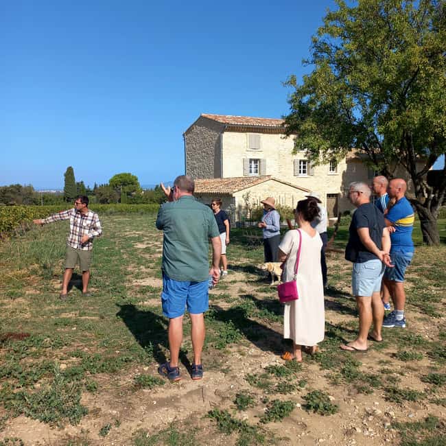 Saint-Didier: visit a vineyard & taste organic wines - Syrah and Grenache in the spotlight: what you will learn on the vine walk