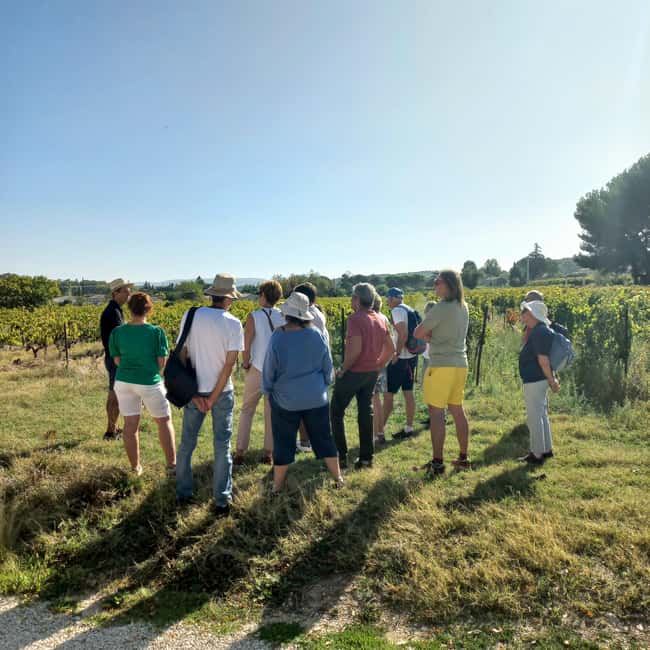 Saint-Didier: visit a vineyard & taste organic wines - Who this organic Ventoux tour suits best, and who might want to skip it